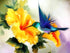 Humming Bird & Yellow Flower